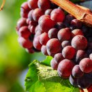 Big Miniature Grape Vine Purple Fruits - 50 Seeds Big Miniature Grape Vine Purple Fruits - 50 Seeds