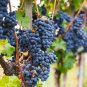Big Miniature Grape Vine Purple Fruits - 50 Seeds