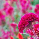 Big Red Beautiful Cockscomb balcony potted bonsai plant - 40 Seeds Big Red Beautiful Cockscomb balcony potted bonsai plant - 40 Seeds