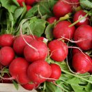 Big Red Radish Vegetable F1 - 500 Seeds