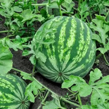 Big Red Sweet Square Watermelon Heirloom - 50 Seeds