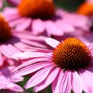 'Big Sky' Fire Red Echinacea Coneflower - 100 Seeds 'Big Sky' Fire Red Echinacea Coneflower - 100 Seeds