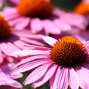 'Big Sky' Fire Red Echinacea Coneflower - 100 Seeds