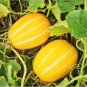 Big Yellow Sweet Taste Vegetable Mitarl Melon - 8 Seeds