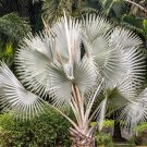 Bismarckia nobilis Silver palm - 10 seeds Bismarckia nobilis Silver palm - 10 seeds