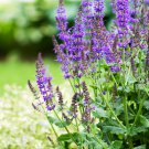 Black and Blue' Salvia guaranitica Sage Perennial - 30 Seeds Black and Blue' Salvia guaranitica Sage Perennial - 30 Seeds