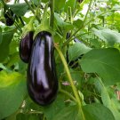 'Black Beauty' Black Eggplant Vegetable - 100 Seeds