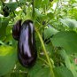 'Black Beauty' Black Eggplant Vegetable - 100 Seeds
