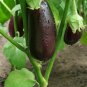'Black Beauty' Black Eggplant Vegetable - 100 Seeds