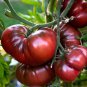 Black Elephant Tomato organic big sweet tomato - 100 Seeds