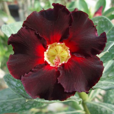 'Black Fire' Adenium Obesum - 2 Seeds
