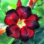 'Black Fire' Adenium Obesum - 2 Seeds