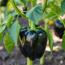 Black Giant Sweet Bell Pepper Hybrid F1 Vegetables - 50 Seeds