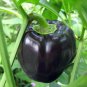 Black Giant Sweet Bell Pepper Hybrid F1 Vegetables - 50 Seeds