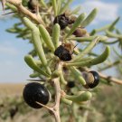 Black Goji Medlar hybrid - 1000 Seeds