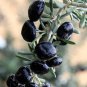 Black Goji Medlar hybrid - 1000 Seeds