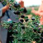 Black Goji Medlar hybrid - 1000 Seeds