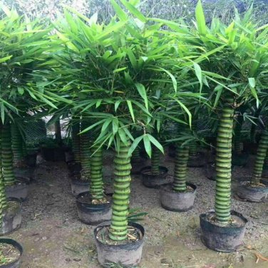 Black Lucky Bamboo Bonsai Garden Bambusa Ventricosa Ornamental Plants - 50 Seeds