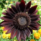 Black Magic' Almost Black Red Ornamental Sunflowers - 15 Seeds Black Magic' Almost Black Red Ornamental Sunflowers - 15 Seeds