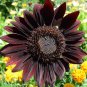 Black Magic' Almost Black Red Ornamental Sunflowers - 15 Seeds