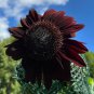 Black Magic' Almost Black Red Ornamental Sunflowers - 15 Seeds