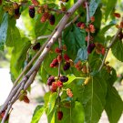 Black Mulberry Morus Nigra Tree Garden Bush - 20 Seeds Black Mulberry Morus Nigra Tree Garden Bush - 20 Seeds