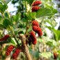 Black Mulberry Morus Nigra Tree Garden Bush - 20 Seeds