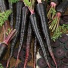 Black Nebula Carrot - 100 Seeds Black Nebula Carrot - 100 Seeds
