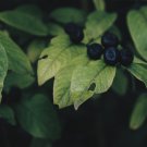 Black Nightshade Garden Huckleberry Organic Fruit - 200 Seeds