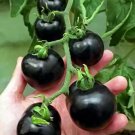 'Black Onyx' Tomato Professional Pack - 500 Seeds 'Black Onyx' Tomato Professional Pack - 500 Seeds