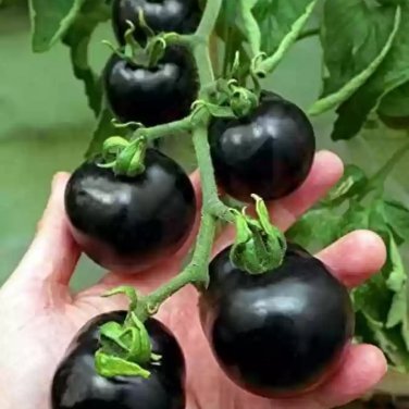 'Black Onyx' Tomato Professional Pack - 500 Seeds