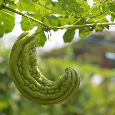 Black Pearl Bitter Vegetables - 10 Seeds