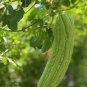 Black Pearl Bitter Vegetables - 10 Seeds