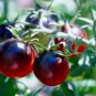 Black Pearl' Bright Black Round Cherry Tomato - 20 Seeds