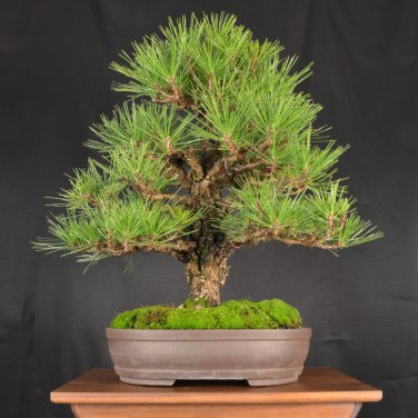 Black Pine Potted Landscape Japanese Five Bonsai Miniascape Pinus Thun - 50 Seed