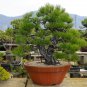 Black Pine Potted Landscape Japanese Five Bonsai Miniascape Pinus Thun - 50 Seed