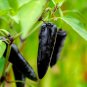 Black Rice Chilli Hot Pepper Vegetable - 20 Seeds