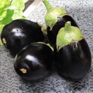 Black Round Eggplant Organic Big Vegetable - 50 Seeds Black Round Eggplant Organic Big Vegetable - 50 Seeds