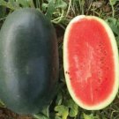 Black Skin Long Red Watermelon - 30 Seeds Black Skin Long Red Watermelon - 30 Seeds