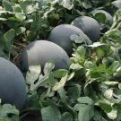 Black Skin Red Inside Round Watermelon - 6 Seeds
