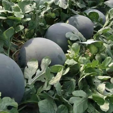 Black Skin Red Inside Round Watermelon - 6 Seeds