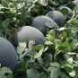 Black Skin Red Inside Round Watermelon - 6 Seeds