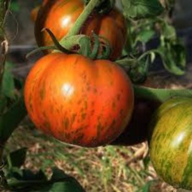 Black Striped Tomato Organic - 100 Seeds