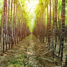 Black Sugarcane Organic Subtropics Plant - 100 Seeds Black Sugarcane Organic Subtropics Plant - 100 Seeds