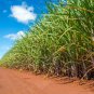 Black Sugarcane Organic Subtropics Plant - 100 Seeds