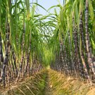 Black Sugar Cane Plant - 100 Seeds Black Sugar Cane Plant - 100 Seeds
