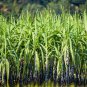Black Sugar Cane Plant - 100 Seeds