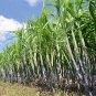 Black Sugar Cane Plant - 100 Seeds
