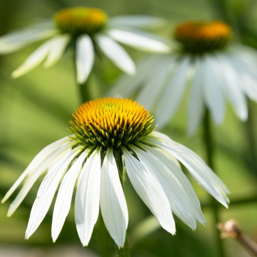 Black Sug Echinacea Purpurea Coneflower 6 Color Varieties Individual Packages -