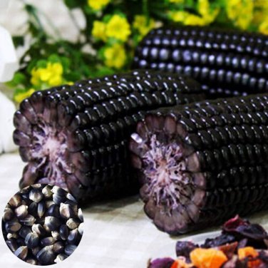 Black Sweet Waxy Corn Fruits - 12 Seeds